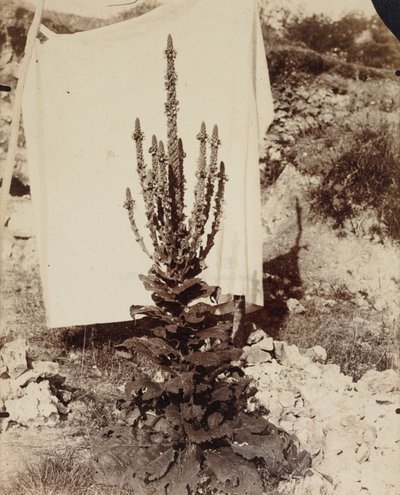 Mullein i blomst, ca. 1897-1899. av Eugène Atget