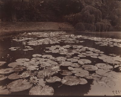 Vannliljer (Bagatelle) av Eugène Atget