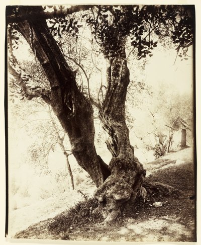 Olivier, Nice, ca. 1900 av Eugène Atget