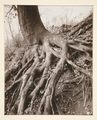 Saint-Cloud av Eugène Atget