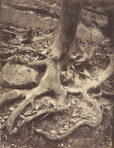Trerøtter, Saint-Cloud av Eugène Atget