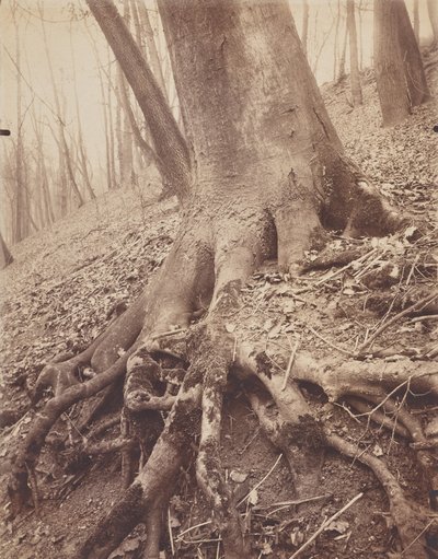 Trær og røtter av Eugène Atget