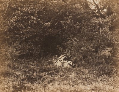 En stein i skogen, ca. 1865. av Eugène Cuvelier