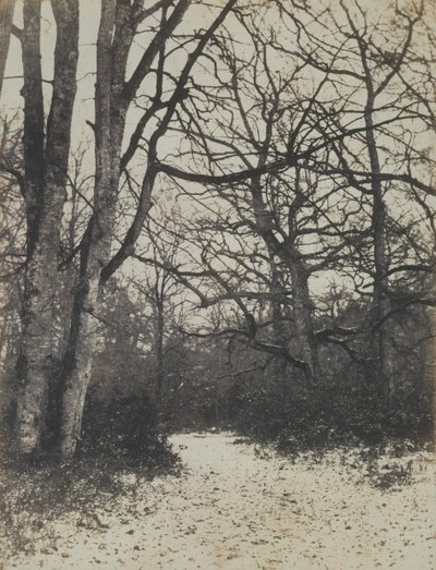 [Fontainebleau-skogen], ca. 1860. av Eugène Cuvelier