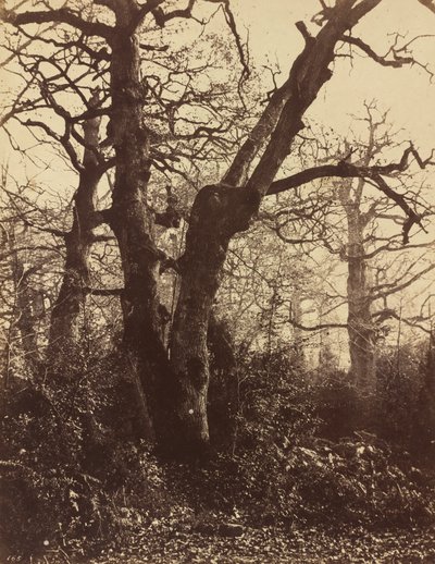 Trestudie, Fontainebleau av Eugène Cuvelier