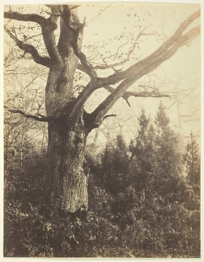 Uten tittel [tre], ca. 1860. av Eugène Cuvelier