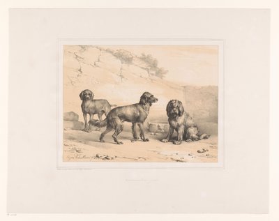 Tre hunder Ulike dyr (serietittel) Etudes d