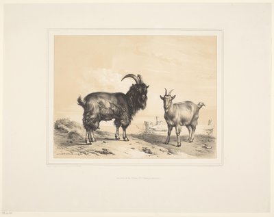 To geiter Ulike dyr (serietittel) Animal Studies (serietittel) av Eugène Verboeckhoven