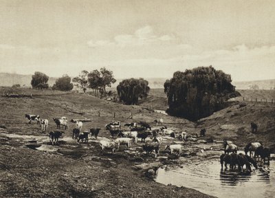 Australia, Cattle, Queensland (s/hvitt bilde) av European Photographer