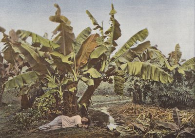 Banan og kassava av European Photographer