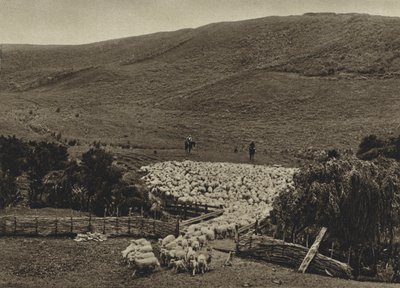 New Zealand, driving av sauer (s/h-bilde) av European Photographer