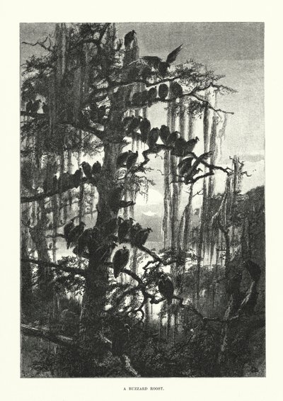 En musvåkehøne (gravering) av European School