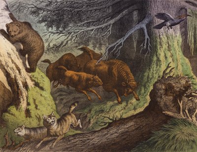 En russisk skog som viser bjørnen, den russiske bisonen og ulven (fargelitografi) av European School