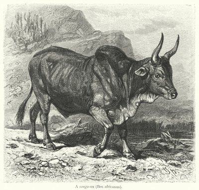 En sanga-okse, Bos africanus (gravering) av European School