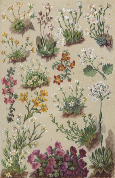 Alpeflora (chromolitho) av European School