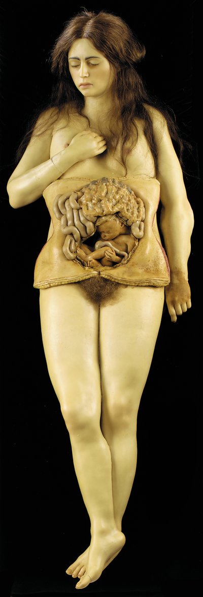 Anatomisk modell av en eggstokkgraviditet av European School