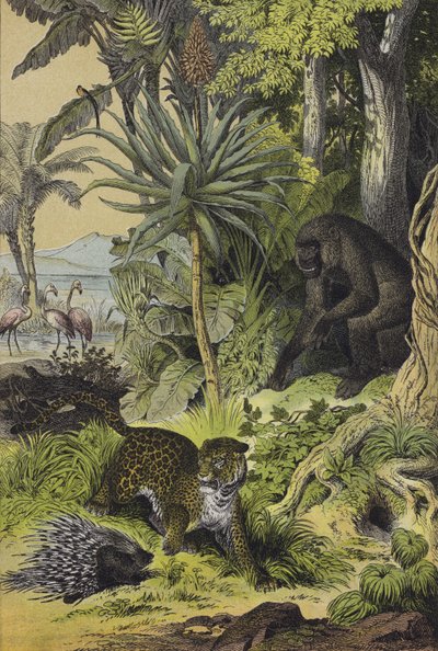 Dyr og planter fra Ekvatorial-Guinea (farge litho) av European School