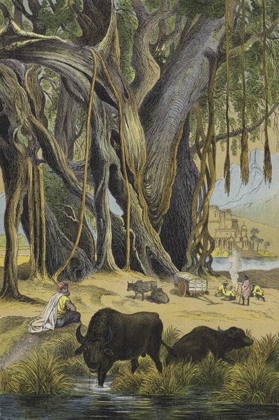 Dyr og planter i India (farge litho) av European School