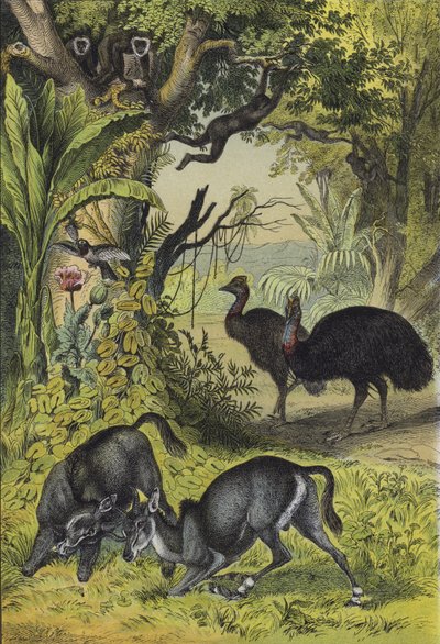 Dyr og planter i Sør-Asia (farge litho) av European School