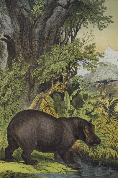 Dyr og planter i myrskog i Sudan (farge litho) av European School