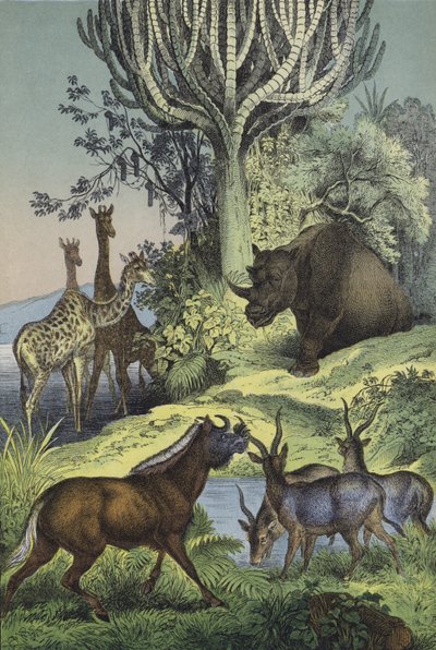 Dyr og planter i det abessiniske åslandet (farge litho) av European School