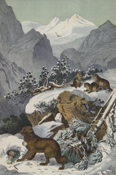 Dyr og planter i Alpene (farge litho) av European School