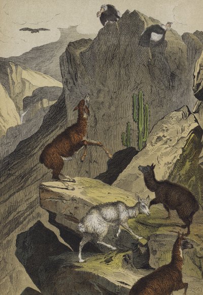 Dyr og planter i Andesfjellene (farge litho) av European School