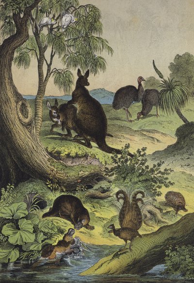 Dyr og planter i det australske interiøret (farge litho) av European School