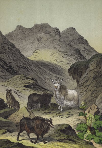 Dyr og planter i høylandet i Tibet (farge litho) av European School