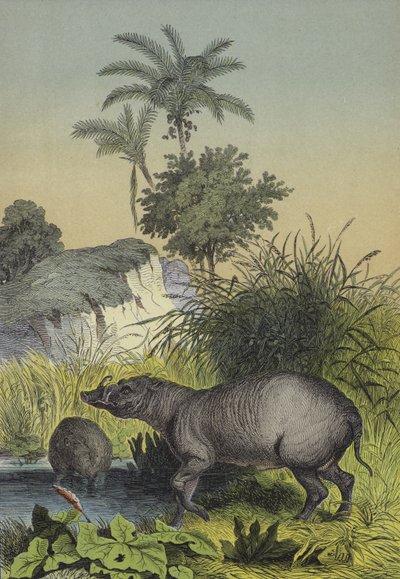 Dyr og planter på øyene i Sør-Asia (farge litho) av European School