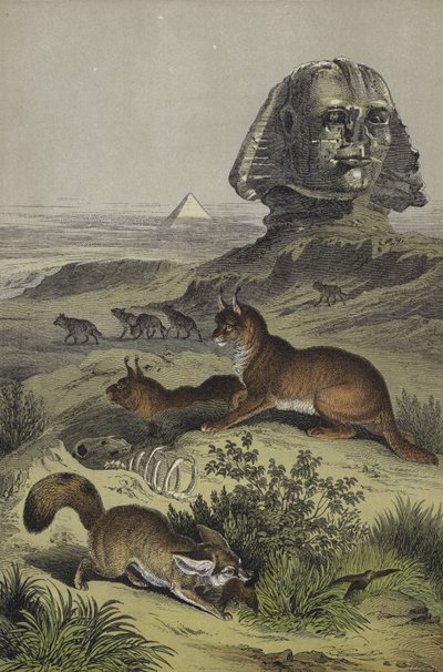 Dyr fra Egypt (farge litho) av European School