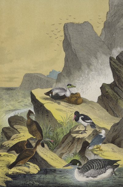 Fugler ved havkystene i Nord-Europa (farge litho) av European School