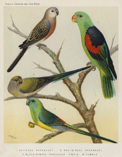 Bourkes Parrakeet, Red-Winged Parrakeet, Blodrumped Parrakeet, Hann, Hun (farge litho) av European School