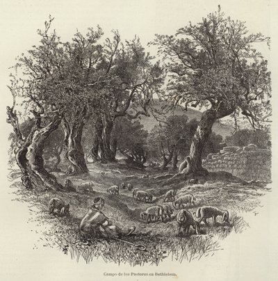 Shepherds Field i Betlehem av European School