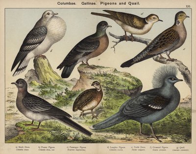 Columbae, Gallinae, Pigeons and Quail (farge litho) av European School