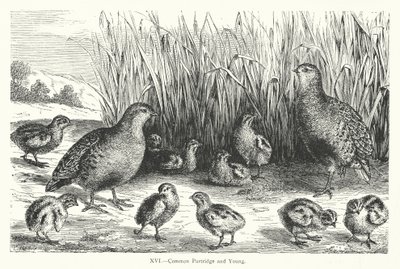 Common Partridge and Young (gravering) av European School