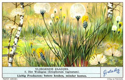 Bollgress (Eriophorum vaginatum) (chromolitho) av European School