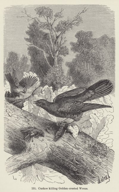 Gjøk dreper Gylden-crested Wrens (gravering) av European School