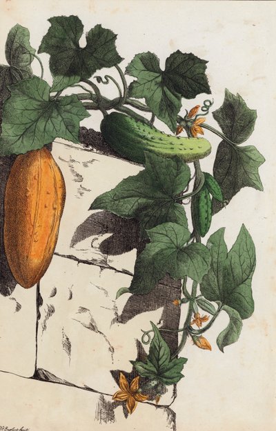 Agurkplante (fargelitografi) av European School