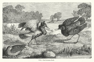 Duell mellom Ruffs (gravering) av European School