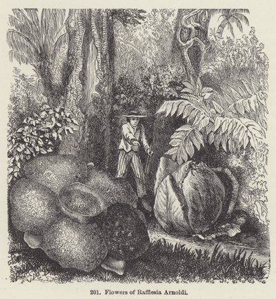 Blomster av Rafflesia Arnoldi (gravering) av European School
