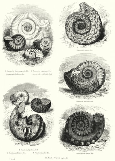 Fossiler av ammonitter og nautilus (litho) av European School