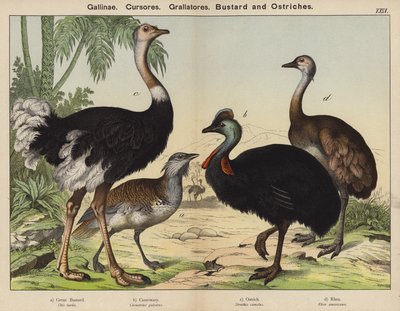 Låveløpere, Grallatorer, Bustard og Strutser (farge litho) av European School