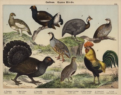 Gallinae, fuglevilt av European School
