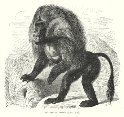 Gelada-bavian (gravering) av European School