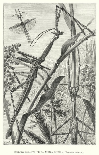 Kjempeinsekt fra New Guinea (litho) av European School