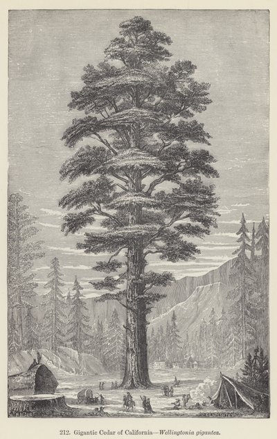 Gigantic Cedar of California, Wellingtonia gigantea (gravering) av European School