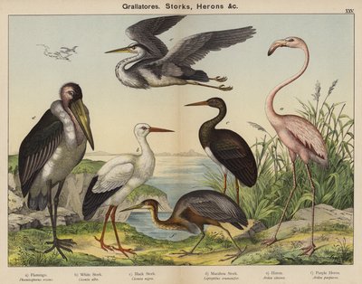 Grallatorer, storker, hegrer (fargelitografi) av European School