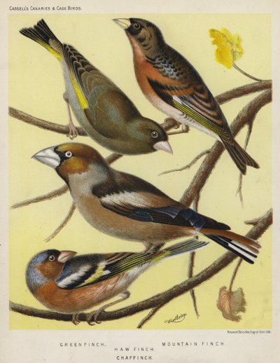 Grønn fink, fjellfink, løfink, bokfink (farge litho) av European School