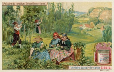 Høsting av humle i fransk Sveits av European School